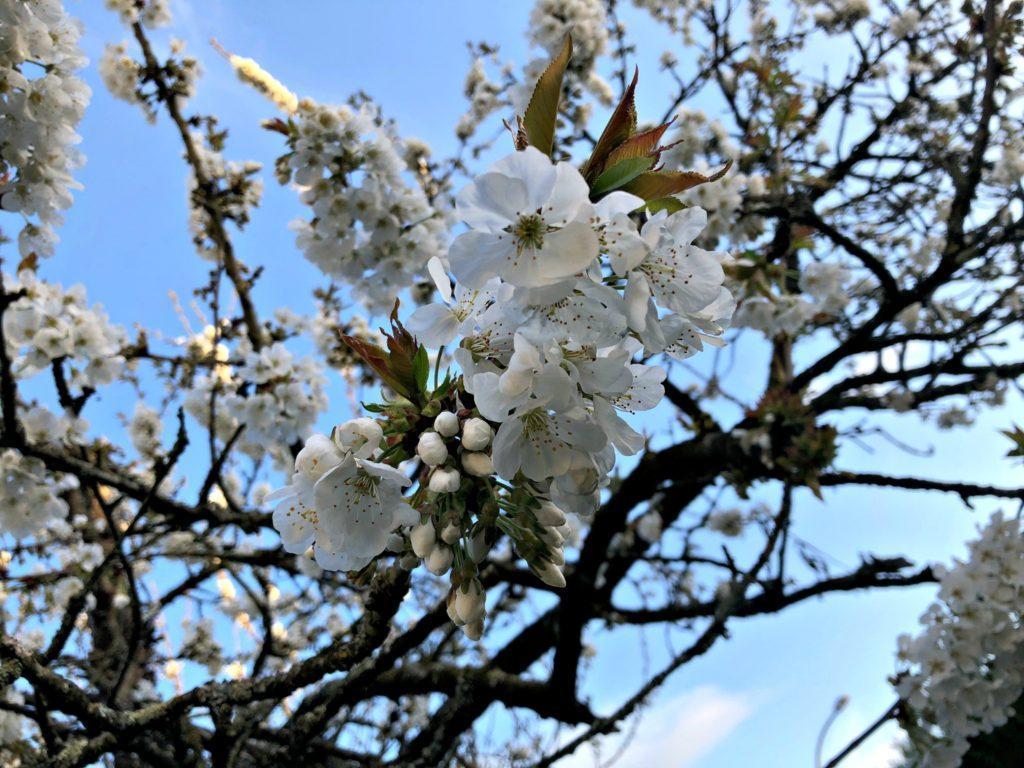 Le printemps en Bretagne