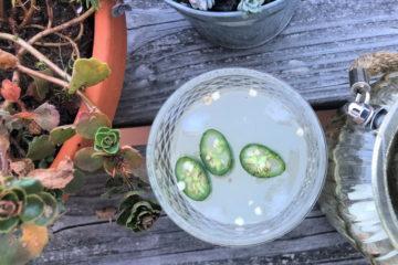 recette moscow mule